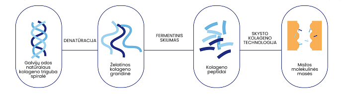 Kolageno biologinis prieinamumas
